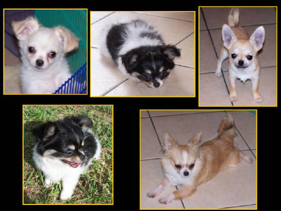 pupfun.jpg