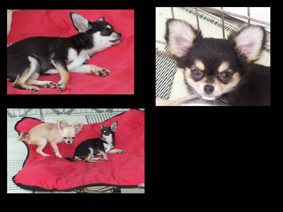 pupfun3.jpg