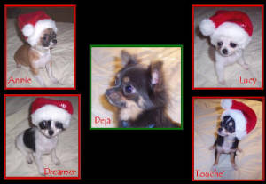 puppiesxmas2005.jpg
